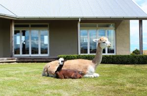 Gallin Farm Alpacas and Farmstay