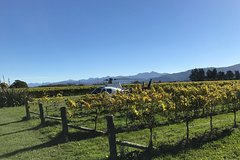 Marlborough Vineyard Discoverer