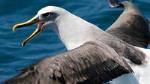 Albatross, Wildlife and Harbour Cruises and Otago Harbour Ferry