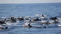 Swim With Wild Dolphins in Tauranga