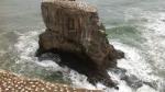 West Coast Gannet Colony and Wine Tour from Auckland