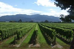 Private: Blenheim Wine tour including Wine Making