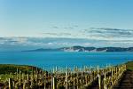 Shore Excursion: Blenheim Wine Tour from Picton