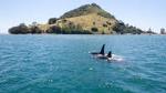 1-Hour Tauranga Harbour Scenic Cruise from Mount Maunganui