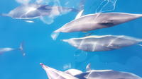 Dolphin & Wildlife Cruise - Half Day from Tauranga