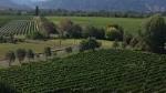 Half-Day Marlborough Gourmet Tasting Tour from Blenheim