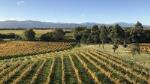 Winter Wine Gourmet and Scenic Pleasures of Marlborough: Group Tour