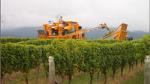 Full-Day Wine Gourmet and Scenic Delight Tour of Marlborough from Picton