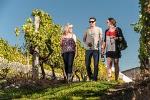 Martinborough Wine-Tasting Tour from Wellington