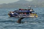 Full-Day Kaikoura Tour from Christchurch