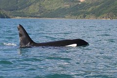 Wildlife Island Sanctuary (Motuara ) and Dolphin Cruise from Picton