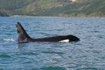Wildlife Island Sanctuary (Motuara ) and Dolphin Cruise from Picton