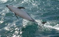 Kaikoura Whale and Dolphin Overnight Tour from Christchurch