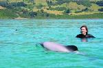 Akaroa Swim with Dolphins Tour from Christchurch