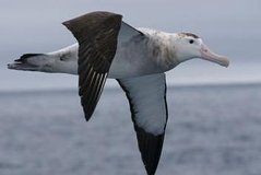Kaikoura Albatross Encounter Tour from Christchurch