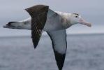 Kaikoura Albatross Encounter Tour from Christchurch