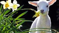 Lyttelton Cruise Excursions: Christchurch Sightseeing with Sheep Farm