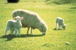 Akaroa Shore Excursion: Banks Peninsula, Christchurch City Tour and Sheep Farm Tour