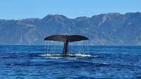 Kaikoura Day Tour with Whale Watching
