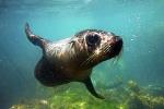Seal Swimming Tour from Kaikoura