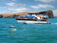 Akaroa Harbour Nature Cruise