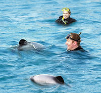 Swimming with Wild Dolphins in Akaroa