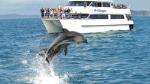 Full-day Bay of Islands, Hole in the Rock and Dolphin Cruise Tour from Auckland