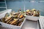 Marlborough Sounds Greenshell Mussel Tasting Cruise from Havelock