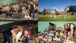 Wai-O-Tapu : Lady Knox Geyser : Champagne Lake : Agrodome Farm Show : Day Tour Around Rotorua