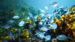 Full-Day Scuba Dive Charter to Hen Island