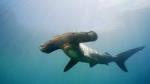 Full-Day Scuba Dive Charter: Hammerhead Experience from Warkworth