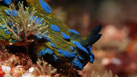 Full-Day Scuba Diving Charter to Goat Island Marine Reserve from Warkworth