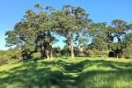 Half-Day Bush and Beach Walk on Waiheke Island