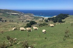 Dunedin, Otago Peninsula and Coastal Train trip tour