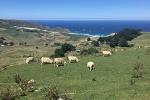 Dunedin, Otago Peninsula and Coastal Train trip tour