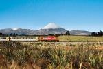 Full-Day Wellington to Auckland Scenic Train Ride
