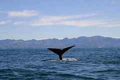 Kaikoura Whales