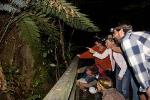 Puketi Rainforest Guided Walks