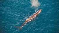 Ocean Safari Heli-Whale Watch
