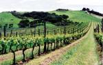 Waiheke Island Wine Tasting Tour from Auckland