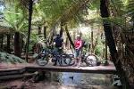 Redwoods Mountain Bike Ebike Tour