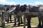 1-Hour Horse Bush Trail Ride on Waiheke Island