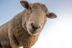 1 Great Day - Schafe scheren, preisgekrönte Weine probieren, Manuka Honig, Lunch