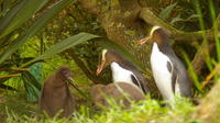 Dunedin and Otago Peninsula Wildlife Tour with Optional Larnach Castle Visit