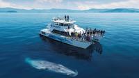 Auckland Dolphin and Whale Watching Cruise