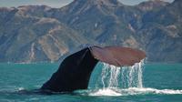 Whale Watching in Kaikoura by boat