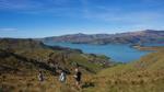 1-Day Guided Walking Tour and Picnic on Banks Peninsula