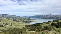 Akaroa and Banks Peninsula Private Day Tour from Christchurch