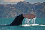 Private Kaikoura Day Tour Including Whale Watching