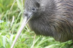Willowbank Wildlife Reserve Day Entry & Guided Kiwi Tour